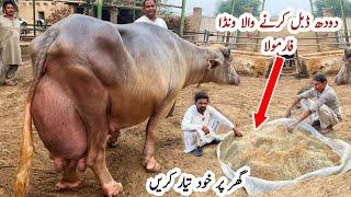 Cow Buffalo ka Milk  doodh increase krny badhane ka Wanda Formulla for high Milking #cow #buffalo