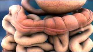 3D Medical Animation - Peristalsis in Large IntestineBowel  ABP ©