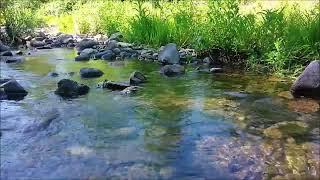 Stream flowing in the forest.. Relaxing water sounds bird chirping forest. nature and meditation