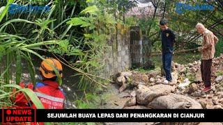 NEWS UPDATE  Tembok Roboh Sejumlah Buaya Muara Lepas dari Penangkaran di Cianjur