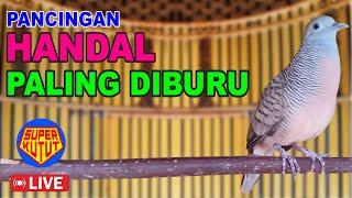 Perkutut Lokal Gacor paling DIBURU buat pancingan