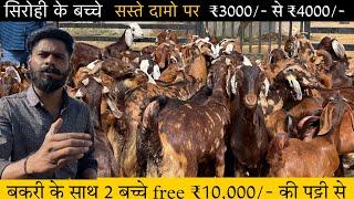 ₹3000 to ₹4000@Indias largest goat farming sirohi @national bakra king goat farm ajmer