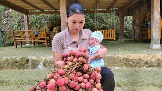 The single mother and her son picked lychees to sell and weeded the pond banks