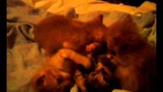 Kittens biting and scratching