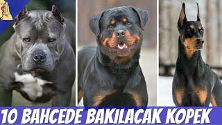 Bahçede ve Evde Bakılabilecek 10 Zeki  Köpek Cinsi #KÖPEK #DOG #EVDEBAKILACAKKÖPEKLER