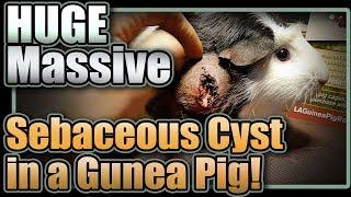 Huge Massive Sebaceous Cyst in a Guinea Pig