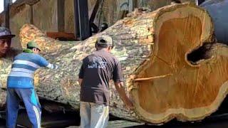 The most expensive wood on java island the price is 30 million a piece at the sawmill