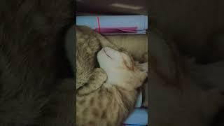 SLEEPING CAT REACTS TO HUMAN SOUNDS 