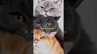 Arabic Cute Names For Cats @TheMuslimahideas #islamicvideo #wayofsuccess #catinislam