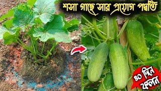 শসা গাছে কি কি সার দিলে প্রচুর ফলন হবে। শসা চাষ কারা পদ্বতি krishi biswa bangla