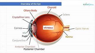 Optician Training Overview of the eye Ocular Anatomy Lecture 1