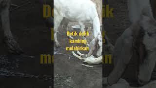 Detik-detik kambing melahirkan