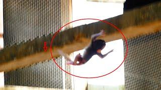 OMG.. Newborn baby Fall Down From the.... l Mom Lazy to Care Her baby  l Lovely Monkey