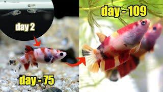 Betta Fish GROWTH  multicolor  from 0   day 109