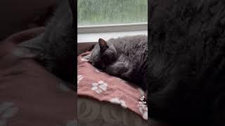 #cat #cats #youtubeshorts #shorts #viral #fyp #trending #lol why does my cat sound like this.. #fat?