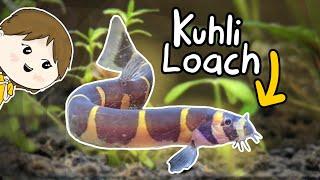 Kuhli Loach Care - Beginners Guide