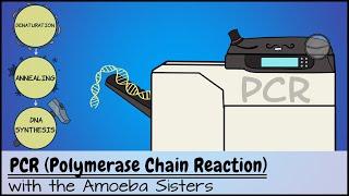 PCR Polymerase Chain Reaction