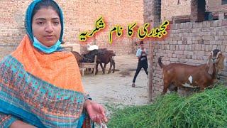 Majboori Ka naam shukriya  Pakistani Family Vlogs Punjabi Pendu Vloger