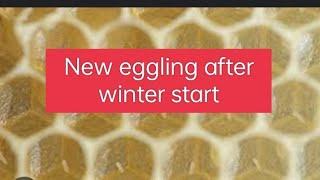 Queen bee new eggling 8febnew eggling start after winter #beebrood@Kashmiribeekeeper