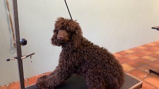 Severely matted standard poodle