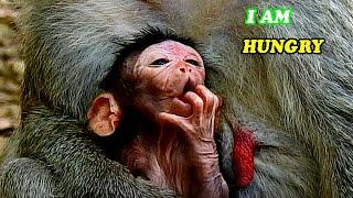 I AM HUNGRY...A NEWBORN BABY MONKEY HUNGRY FOR MILK