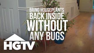 Way to Grow How to Bring Houseplants Inside Without Bugs  HGTV