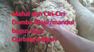 Mahal dan Ciri-Ciri Domba Majirmandul bagus buat QurbanAqikoh