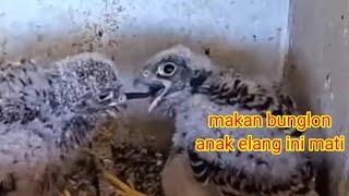 anak elang ini matigara gara makanan yg sudah di telan di tarik kembali oleh saudara yg lain