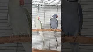 Indian ring necks  - breeding pair for 2024 #parrot #bird #ringneckparrot