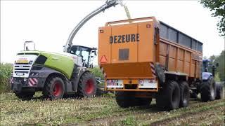 Ooms mais hakselen 20241  Claas Jaguar 970