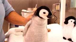 A month-old 2-pound emperor penguin gets feeding.