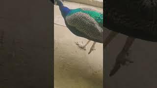 wow look here  #youtubeshorts #peacocklove #shortvideo #youtuber #viral #peacock #vlog