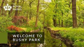 Discover Bushy Park one of London’s Royal Parks