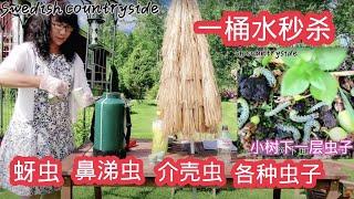 #小苏打菜园的十二种妙用，自制高效杀虫剂   DIY pesticide，代替农药秒杀各种虫子，Soda powder kills garden pests in seconds