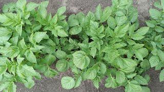 Why do potato leaves curl? Potato diseases