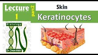 1b- Histology of the epidermis part2-Keratinocytes and epidermal layers -Skin