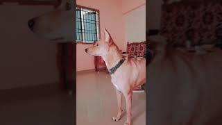 Whole world  #doglover #funny #funnyvideo #straydogs #voiceforvoiceless  #pattukutty #dontshopadopt