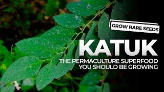 GROW RARE SEEDS  Katuk The Permaculture Superfood You Should Be Growing