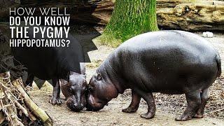 Pygmy hippopotamus  Description Characteristics and Facts