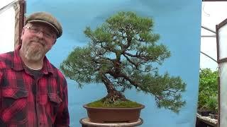 Scots Pine Bonsai Repot by Graham Potter