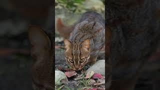 Our adventurous little Kuda loves to explore his surroundings  #rustyspottedcat #smallcat