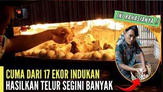 CUMA DARI 17 EKOR INDUKAN TELURNYA SEBANYAK INI