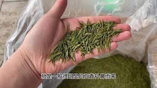 【茶小纯】这个地方，茶叶全部整箱卖，大清早的，天还没亮都快抢没了