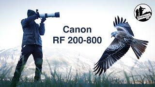 Canon RF 200-800mm Testbericht - Das Must-have für Wildtierfotografen?