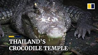 Thailand’s crocodile temple huge reptiles make themselves at home in Buddhist place of worship