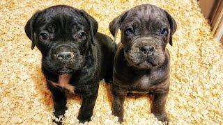 This Cane Corso puppy is a Firestarter