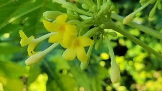 Papaya Flower - Which will Produce Fruit?