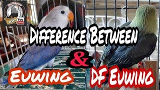 Difference between Euwing and DF Euwing