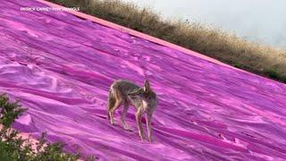 Coyote spotted visiting Pink Triangle at San Franciscos Twin Peaks