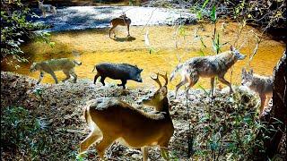 Alabama Wilderness Trail Camera Pickup Coyote Hunting a Deer